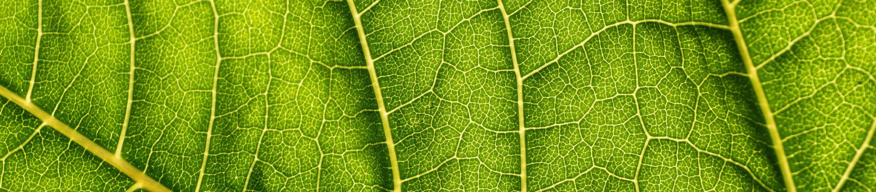 A closeup of a leaf